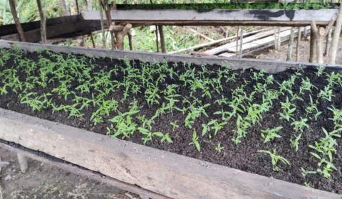 Polícia destrói plantação de maconha em Maués, no AM