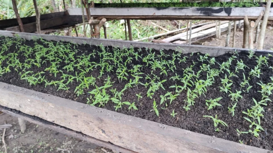 Polícia destrói plantação de maconha em Maués, no AM