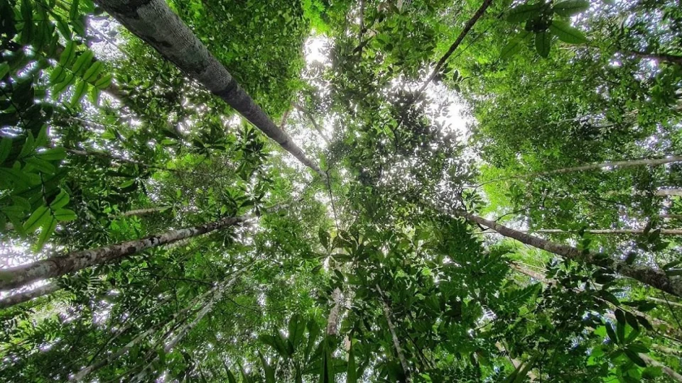 Crescimento da Floresta Amazônica é limitado pela falta de fósforo, revela estudo