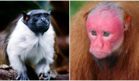 Alopecia animal: conheça dois primatas da Amazônia brasileira que são calvos