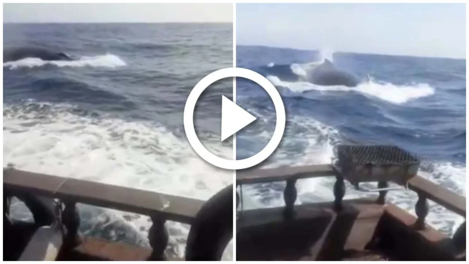 VÍDEO: baleia jubarte persegue embarcação, em Arraial do Cabo: ‘Fiquei apavorado’