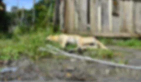 Cachorro morre eletrocutado e salva vida de crianças na Zona Leste de Manaus