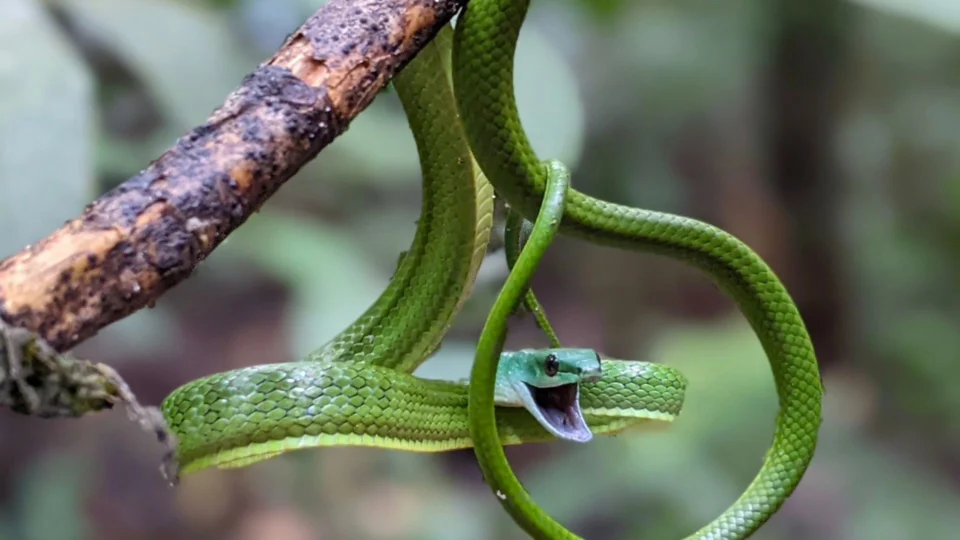 Museu da Amazônia reabre ‘Casa das Serpentes’ para visitação em Manaus