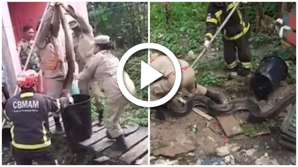 VÍDEO: sucuri de 4 metros é resgatada por bombeiros de baixo de casa em Presidente Figueiredo, no AM