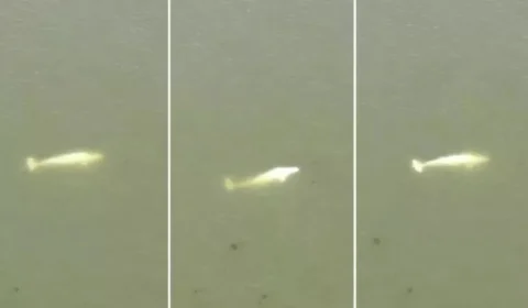 Ambientalistas lutam para salvar baleia beluga encontrada no rio Sena, na França