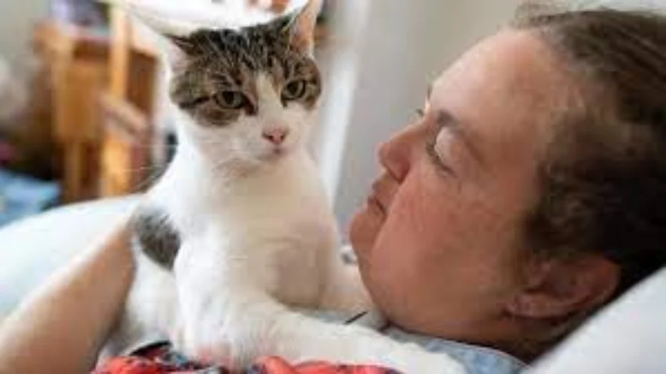 Gato salva dona durante ataque cardíaco, na Ingraterra