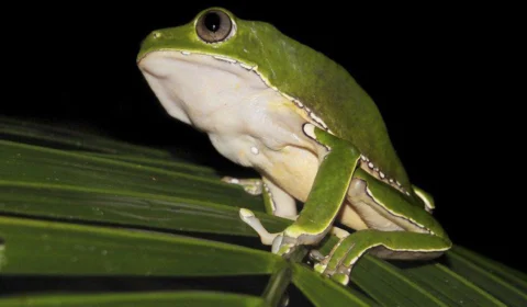 Pesquisa encontra indícios de biopirataria de conhecimentos indígenas