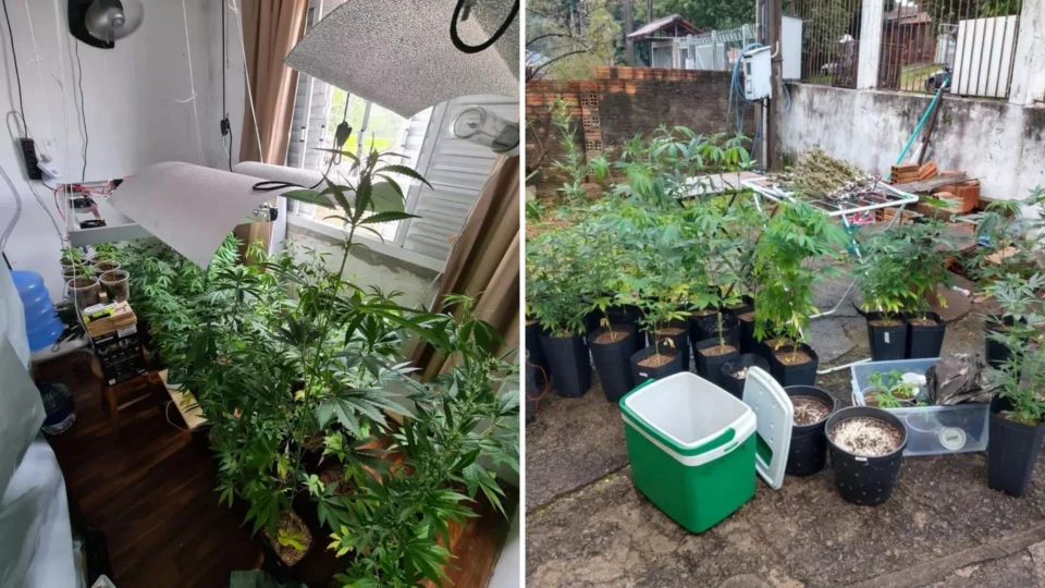 Plantação de maconha é apreendida dentro de apartamento em Porto Alegre