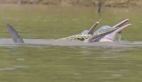 Botos brincam com cobra em rio da Colômbia; imagem foi publicada na revista científica ‘Ecology’