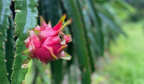 Ação incentiva o cultivo de pitaia por produtores rurais em Manaus
