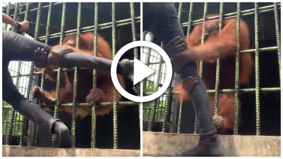VÍDEO: homem é agarrado por orangotango em zoológico e fica em desespero tentando se soltar, na Indonésia