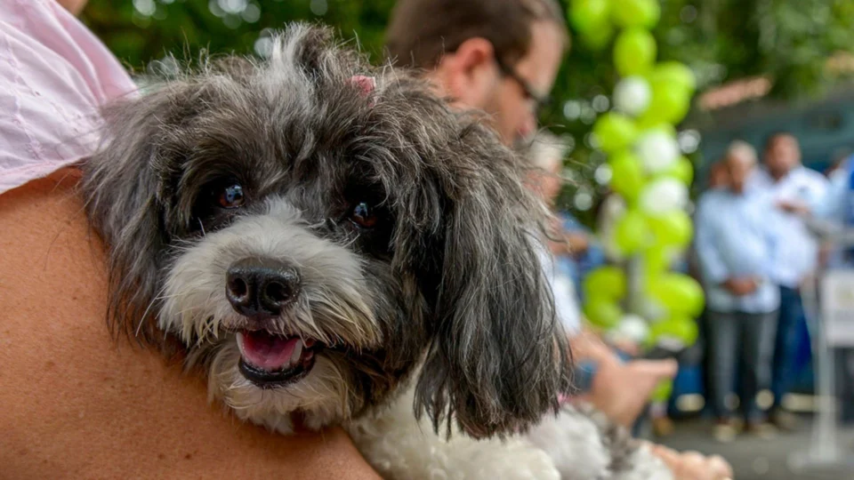 No AM, Autazes recebe operação de castração de cães e gatos neste sábado