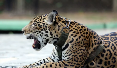 Conheça os felinos protetores e pedradores da mesma espécie que vivem no Brasil