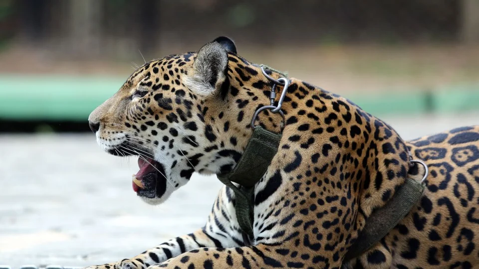 Conheça os felinos protetores e pedradores da mesma espécie que vivem no Brasil