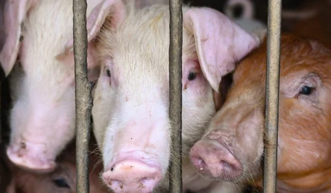 EUA alertam população após primeira infecção humana por vírus que atinge porcos no país