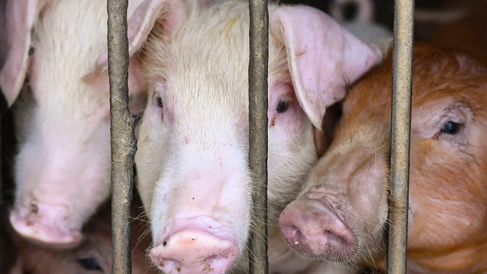 EUA alertam população após primeira infecção humana por vírus que atinge porcos no país