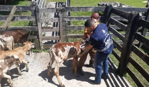 Prorrogado prazo de vacinação contra febre aftosa em 41 municípios do Amazonas