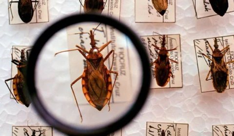 Saúde encerra investigação de casos de doença de Chagas, em Amaturá-AM; 14 casos foram confirmados