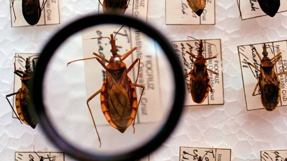 Saúde encerra investigação de casos de doença de Chagas, em Amaturá-AM; 14 casos foram confirmados