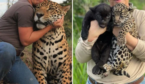 Ibama multa Instituto Onça-Pintada em R$ 450 mil após mortes de 72 animais por suposta negligência, em Goiás