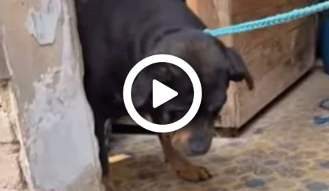 VÍDEO: cachorros são resgatados de mansão abandonada em São Paulo