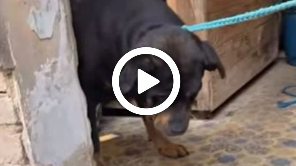 VÍDEO: cachorros são resgatados de mansão abandonada em São Paulo