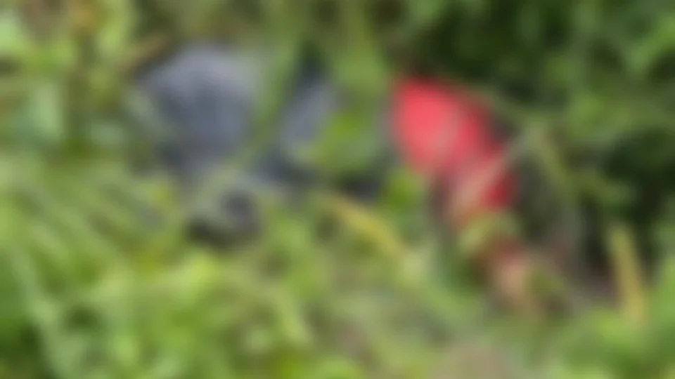 Corpo em elevado estado de decomposição é encontrado em área de mata na Zona Leste de Manaus