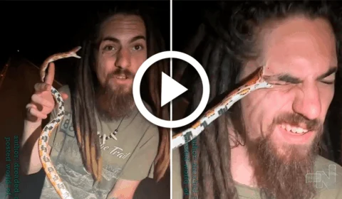 VÍDEO: veja momento em que cobra morde fotógrafo no olho, nos EUA