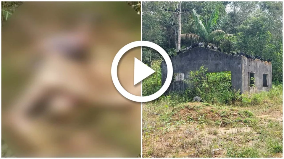 VÍDEO: corpo em decomposição é achado em área de mata sendo devorados por urubus na Zona Oeste de Manaus