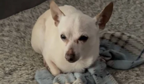 TobyKeith, conheça a história do cachorro vivo mais velho do mundo