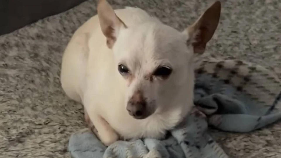 TobyKeith, conheça a história do cachorro vivo mais velho do mundo