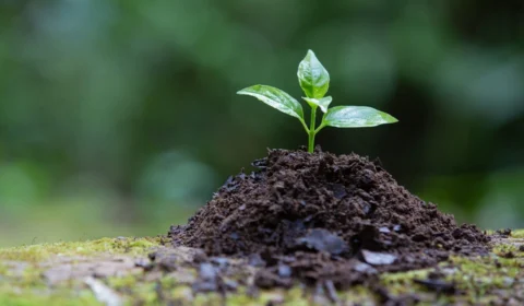 Curso sobre ‘Valoração de Danos Ambientais’ está com inscrições abertas