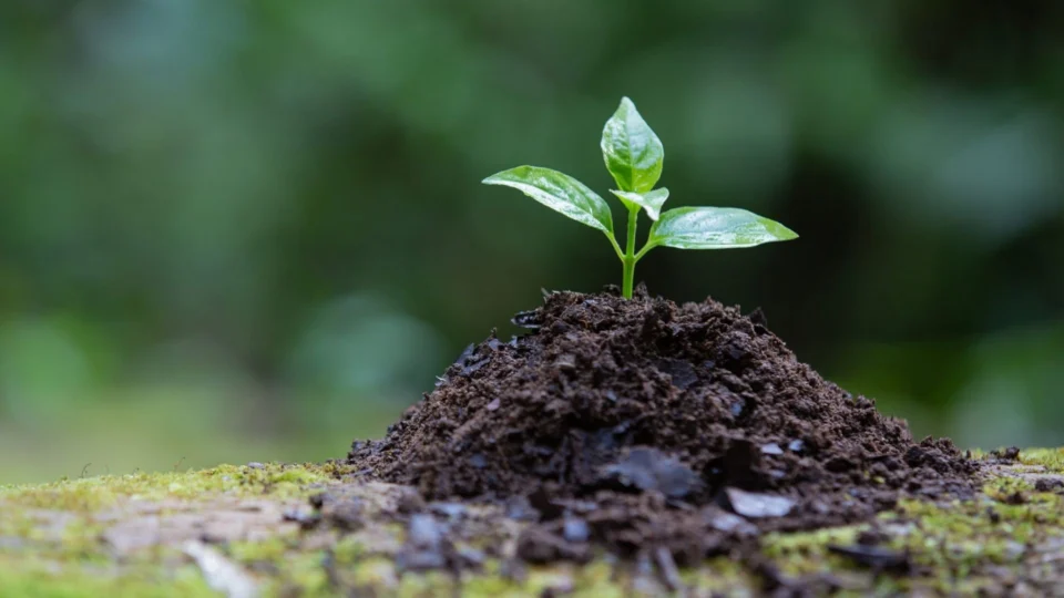 Curso sobre ‘Valoração de Danos Ambientais’ está com inscrições abertas