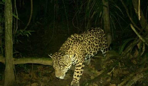 Cientistas da WCS fornecem imagens de armadilhas fotográficas para estudo sobre a fauna da Amazônia