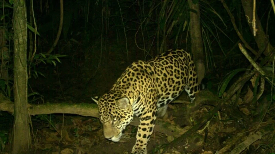 Cientistas da WCS fornecem imagens de armadilhas fotográficas para estudo sobre a fauna da Amazônia