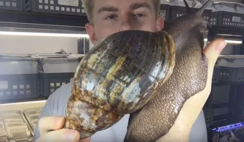 ‘Não toque nem coma’: autoridades nos EUA alertam sobre perigos do caramujo gigante no País