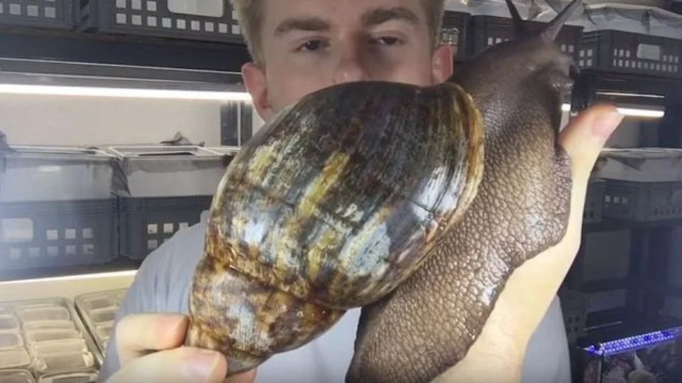 ‘Não toque nem coma’: autoridades nos EUA alertam sobre perigos do caramujo gigante no País