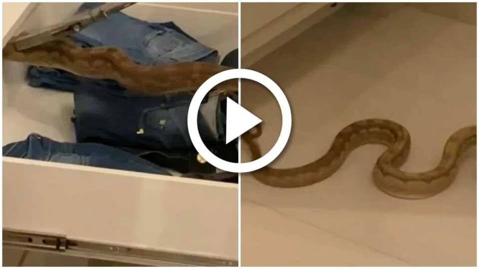 VÍDEO: casal encontra cobra dentro de guarda-roupa em apartamento, em Goiânia