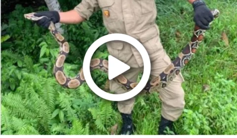 VÍDEO: jiboia é encontrada em chácara no bairro Gilberto Mestrinho, zona Leste de Manaus