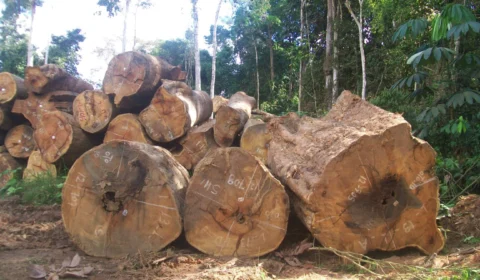 Quase 90% da exploração madeireira no AM é ilegal, diz pesquisa