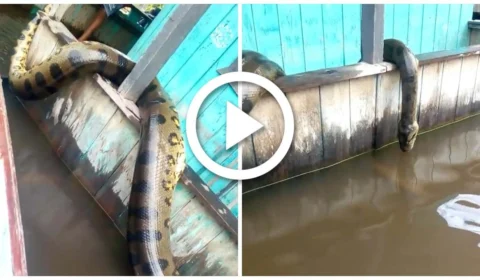 VÍDEO: sucuri gigante é capturada e morta no Amazonas