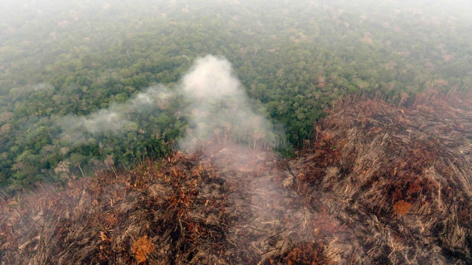 Dia da Amazônia: desmatamento na região ainda precisa de atenção especial