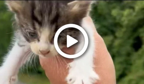 VÍDEO: ao resgatar um gato na estrada, homem é ‘atacado’ por uma ninhada, nos Estados Unidos