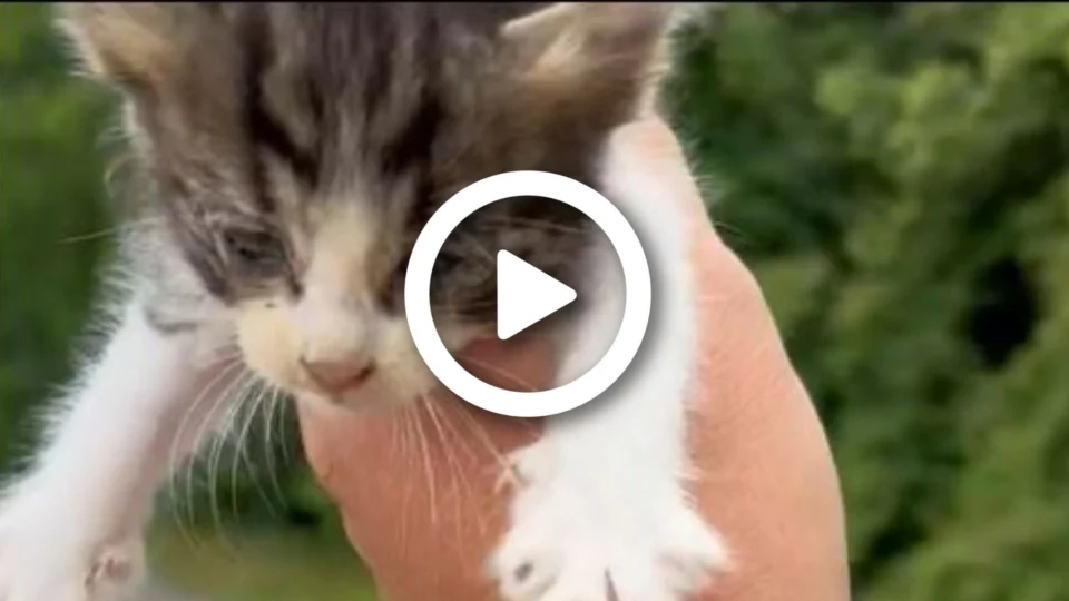 VÍDEO: ao resgatar um gato na estrada, homem é ‘atacado’ por uma ninhada, nos Estados Unidos