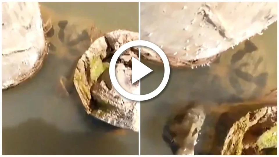 VÍDEO: sucuri dá bote e assusta guia no Rio Araguaia, em Goiás