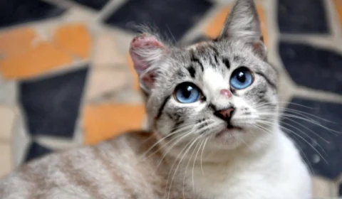 Casos confirmados de esporotricose devem ser notificados por hospitais públicos e privados ou clínicas veterinárias no AM