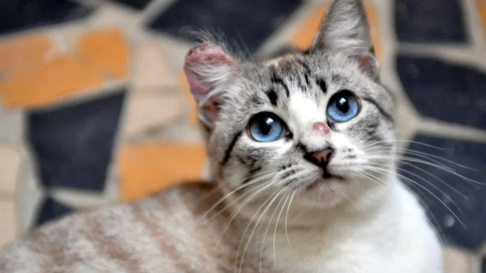 Casos confirmados de esporotricose devem ser notificados por hospitais públicos e privados ou clínicas veterinárias no AM