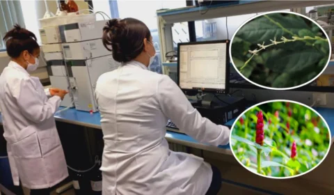 Flora amazônica: projeto investiga potencial terapêutico de chás a base de plantas na região do médio-solimões, no AM