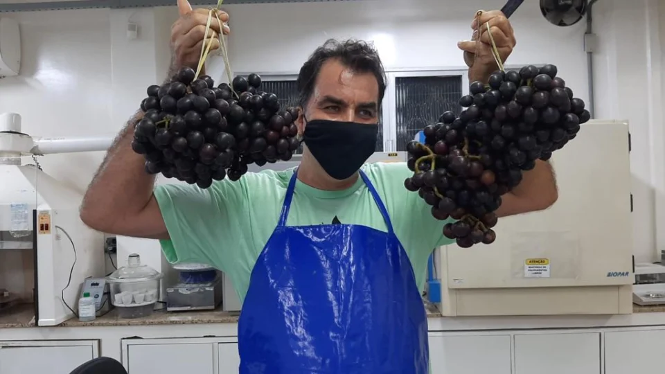 Pesquisa desenvolve vinho à base de mapati, fruta conhecida como uva-da-Amazônia