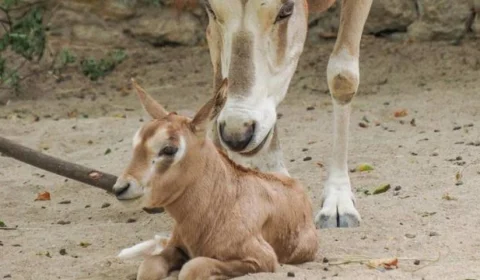 Zoológico de Lisboa tenta salvar espécie de ‘órix-de-cimitarra’ de extinção